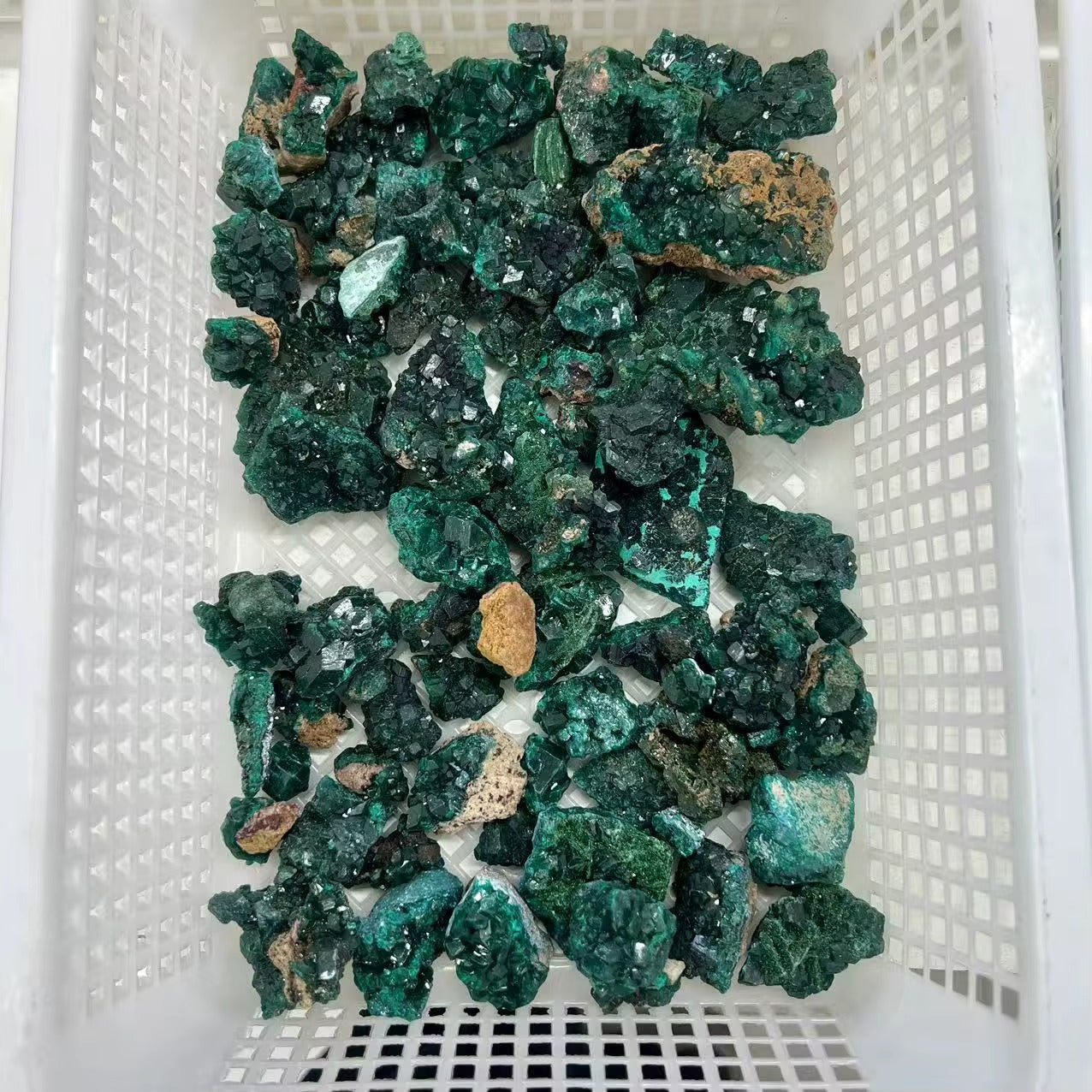 Overhead view of a white plastic bin filled with dozens of raw and druzy Dioptase cluster specimens from Congo, showing deep emerald-green vitreous crystals on matrix, thumbnail to small cabinet size.