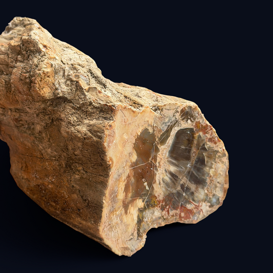 zExclusive Large Petrified Wood Specimen Collection 20 lb Lot — Garland Workshop & Lapidary™